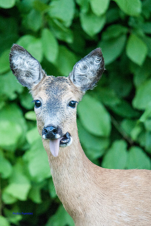 Deer expression Photograph by Pedro Fuentes