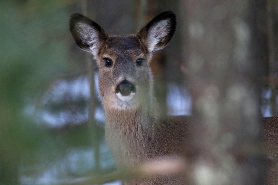 Deer Face Photograph by Brook Burling