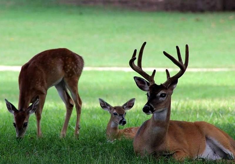 Deer Family Photograph by Amara Dempsey