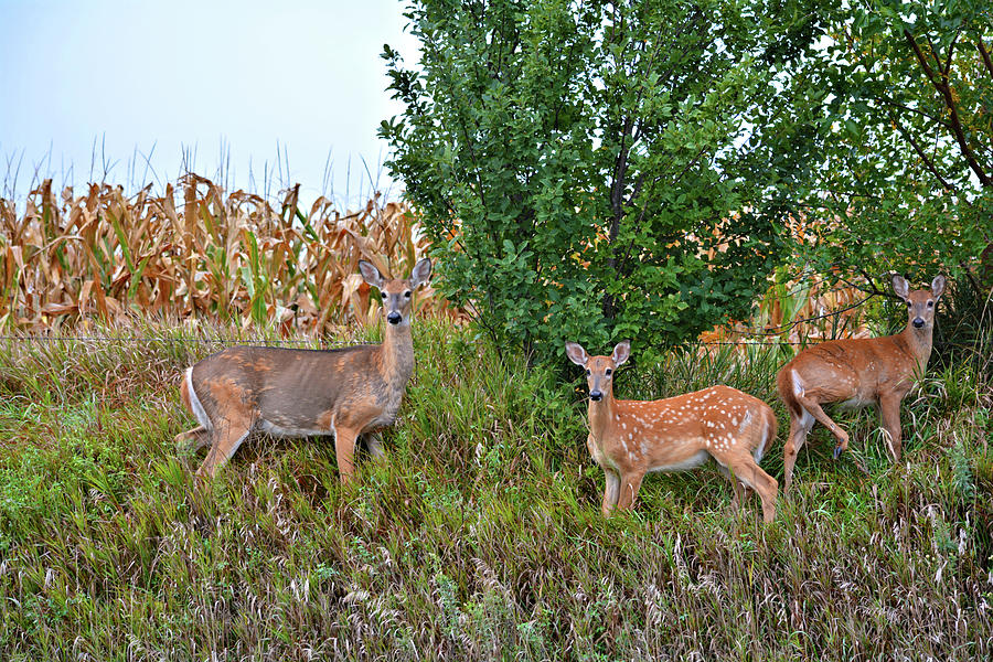 Deer Family Photograph by Bonfire Photography