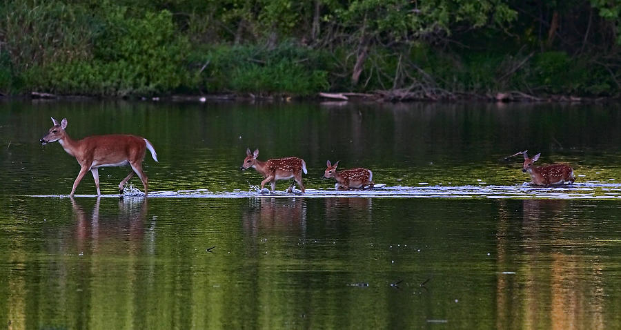 Deer Photograph - Deer Family Crossing by William Jobes