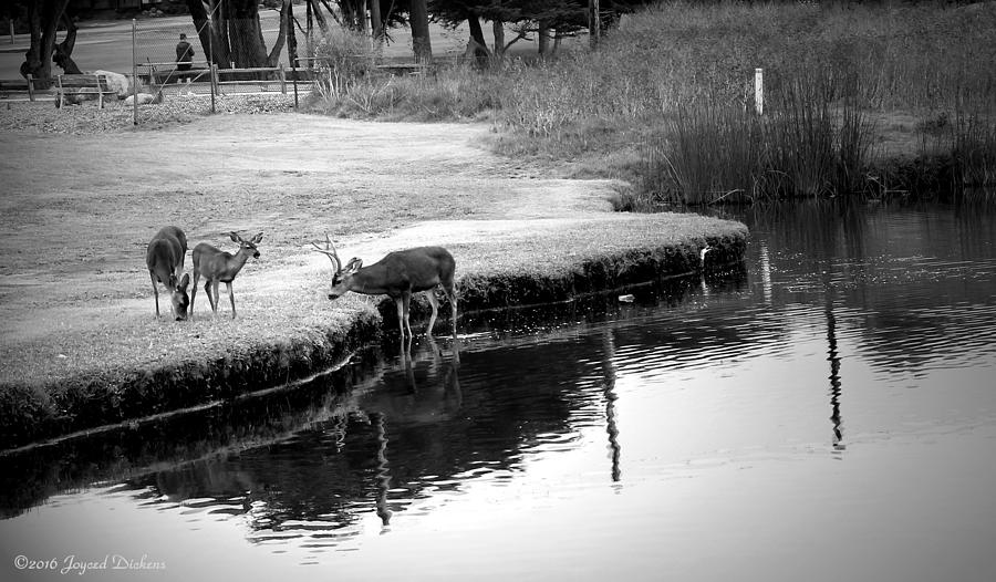 Deer Family Feeding B And W Photograph by Joyce Dickens