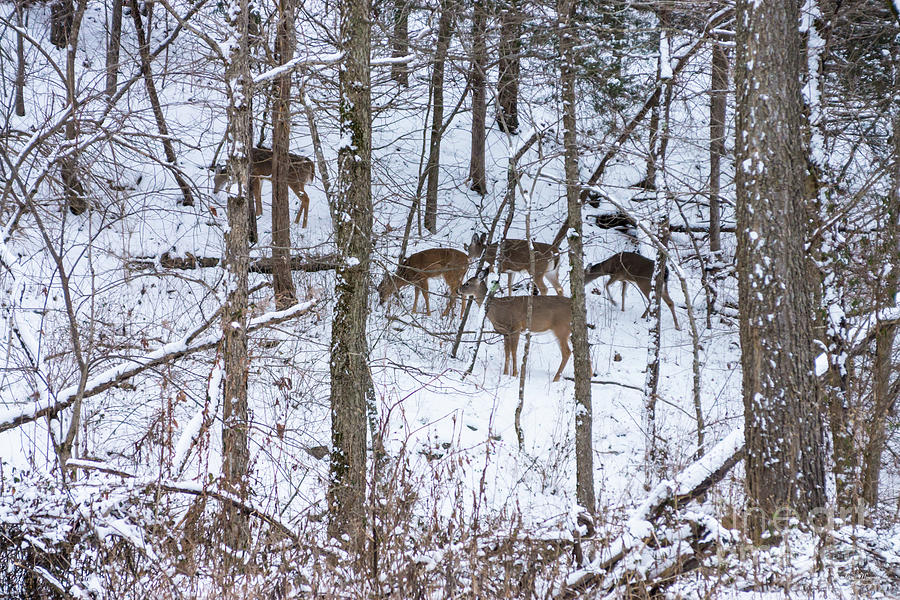Deer Family In Snow Photograph by Jennifer White
