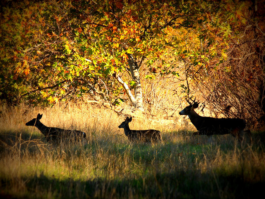 Deer Family in Sycamore Park Photograph by Carol Groenen
