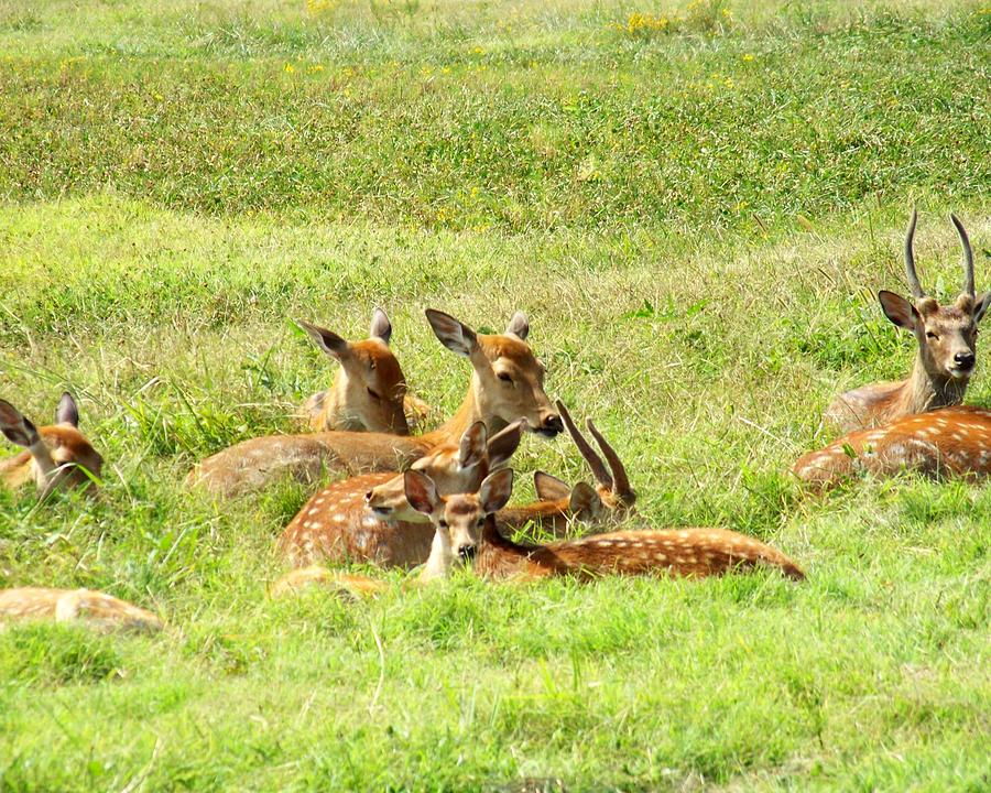 Deer Family Photograph by Jai Johnson