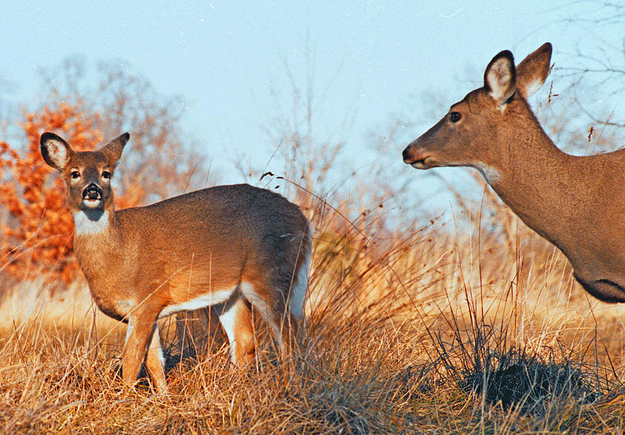 Deer Family Photograph by Paul  Trunk