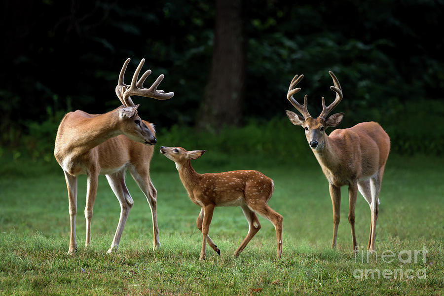 Deer Family Portrait Photograph by Andrea Silies