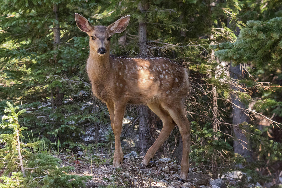 Deer Fawn Stays Alert Photograph by Tony Hake