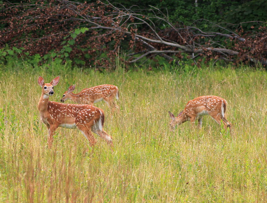 Deer Fawn Triplets Photograph by John Burk