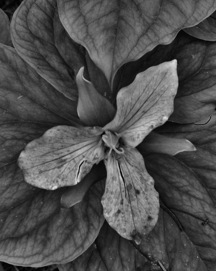 Mature Trillium BW Photograph by Charles Lucas