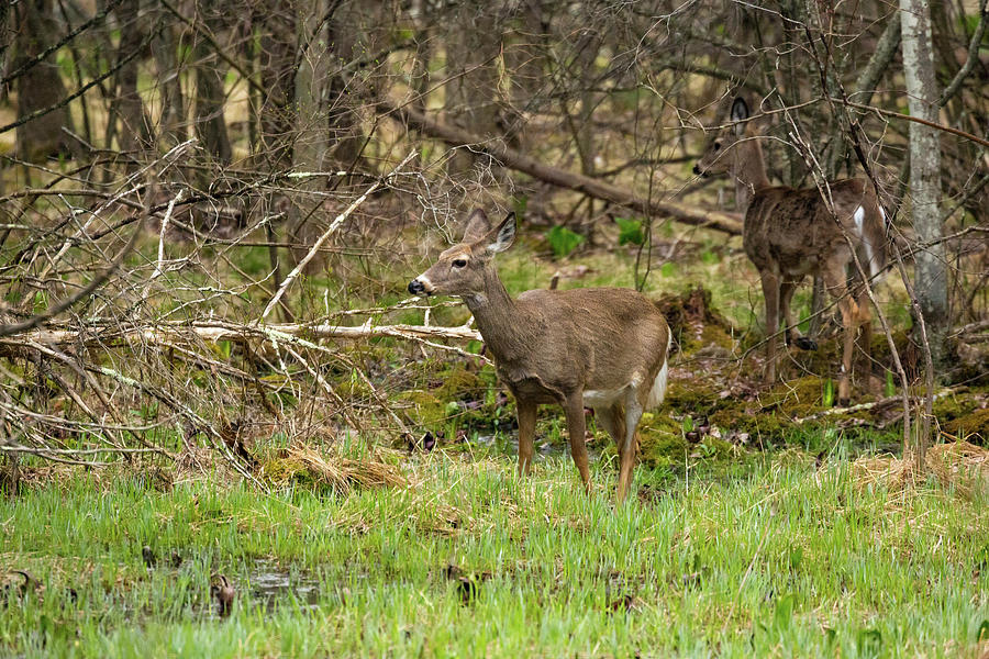 Deer Field Photograph by Brian Hale