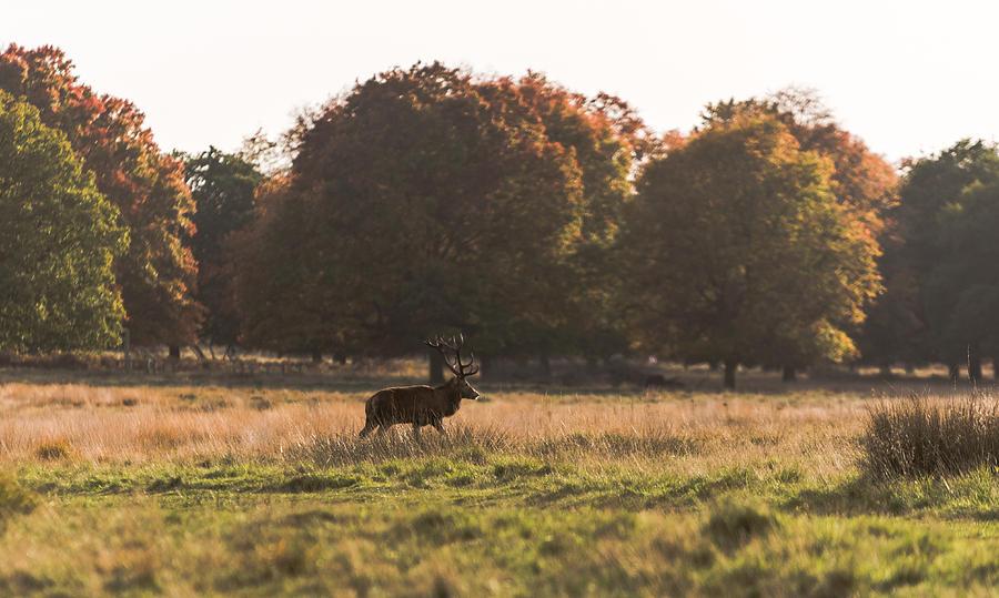 Deer Field Photograph by Matt Malloy