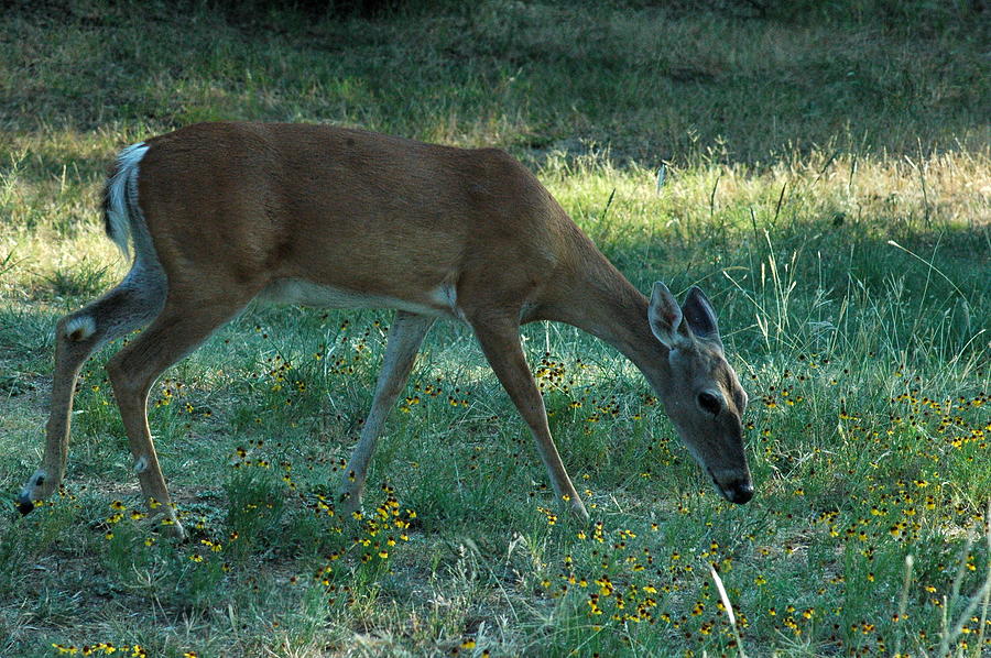 Deer Fields Photograph by Teresa Blanton Fine Art America