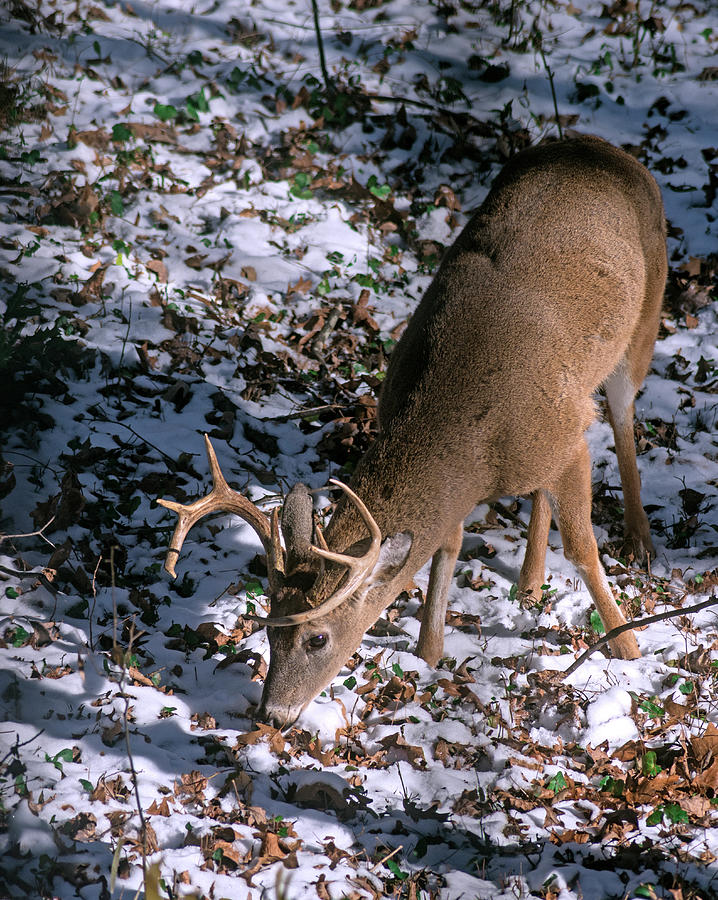 Deer Foraging in Snow Photograph by Marie Hicks