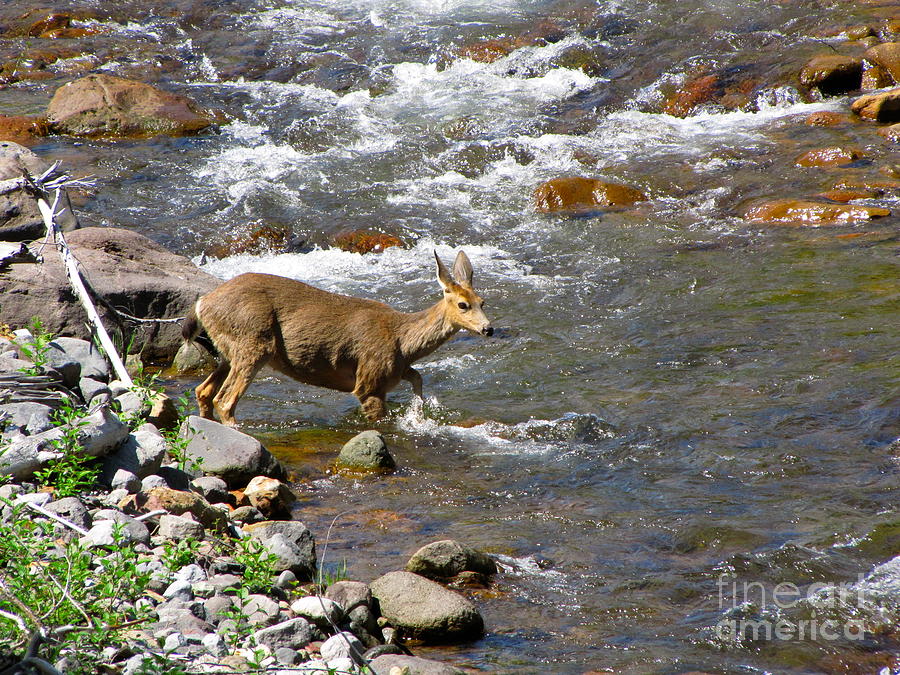 Deer fording Tahoma Creek Photograph by Sean Griffin