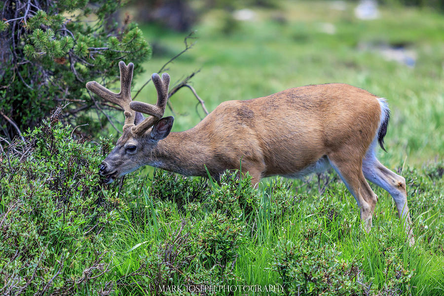 Deer Friend Photograph by Mark Joseph