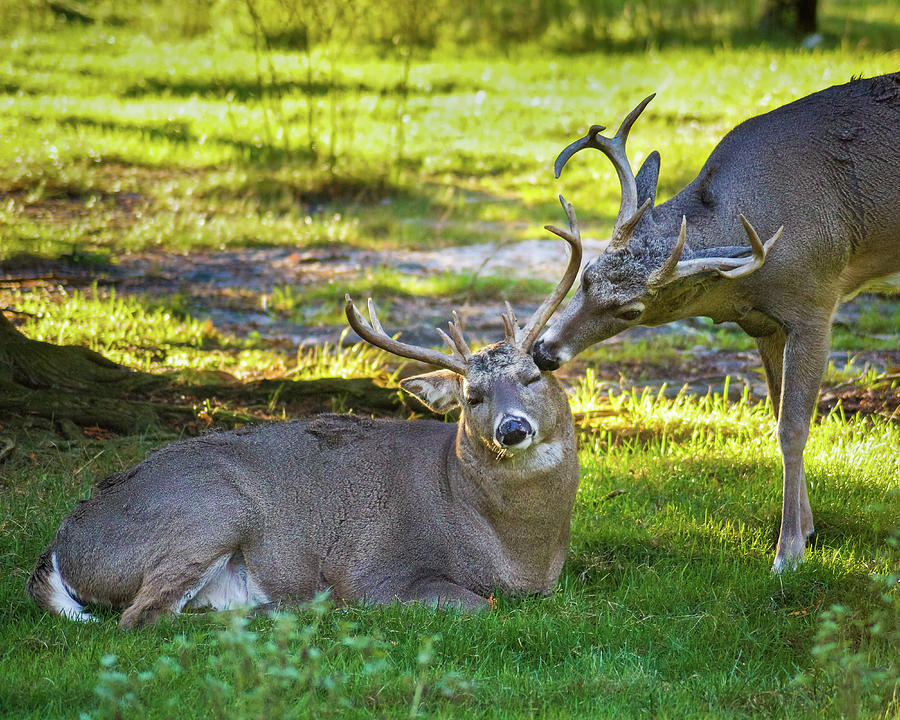 Deer Friends Photograph by Bill Pevlor