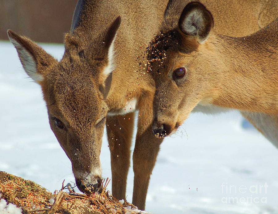 Deer Friends Photograph by Diane E Berry