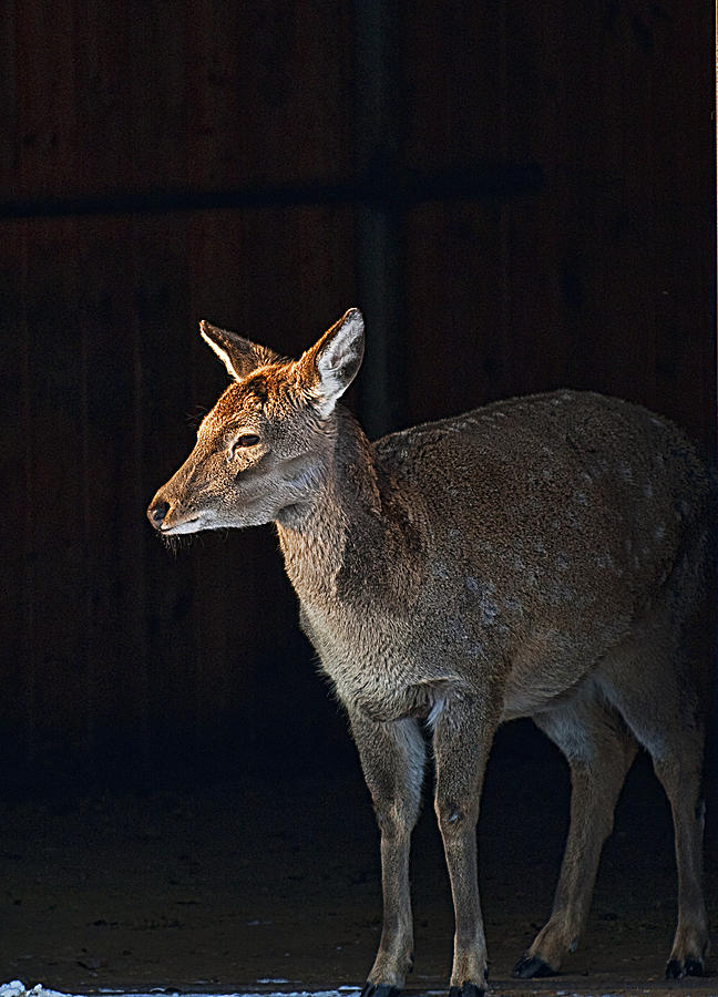 Deer Photograph by Gouzel -