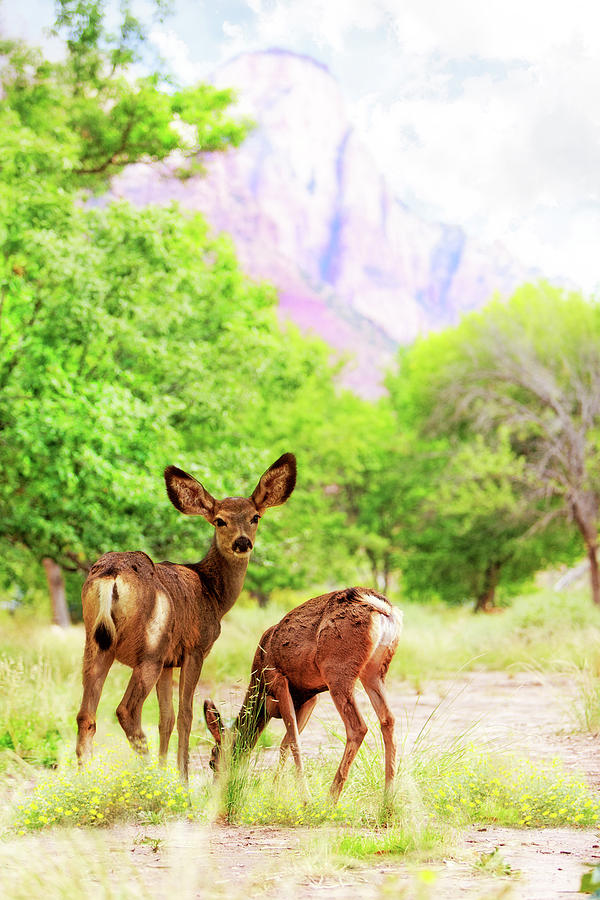 Deer Grazing On Wildflowers In Zion Canyon Photograph