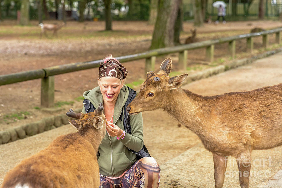 Deer Harassing Tourists Photograph by Benny Marty