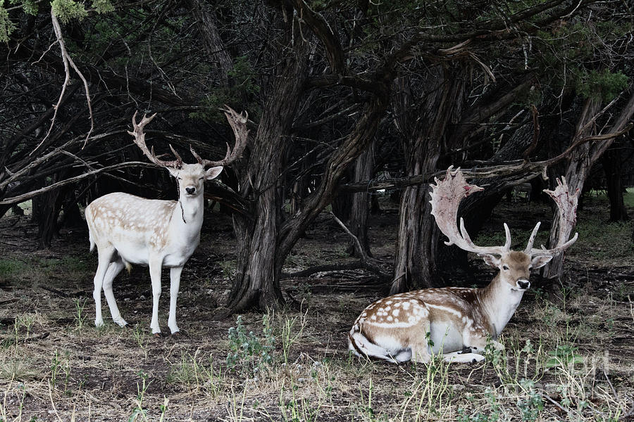 Deer Haven Photograph by Douglas Barnard
