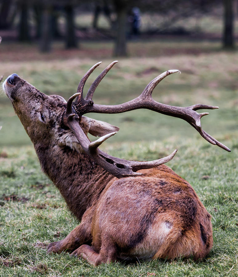 Deer Having A Scratch Photograph by Scott Lyons