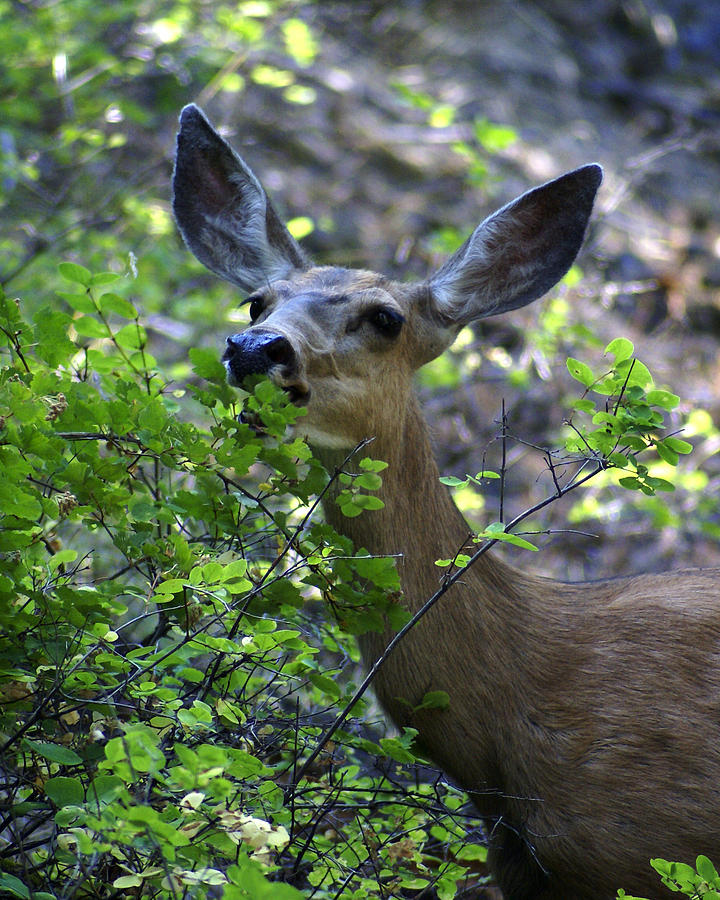 Deer having Lunch Photograph by Ben Upham III