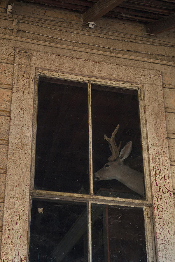 Deer Head Photograph