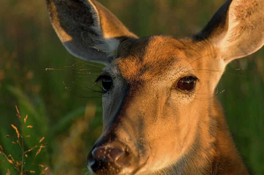 Deer Head Shot Photograph by Louis Dallara