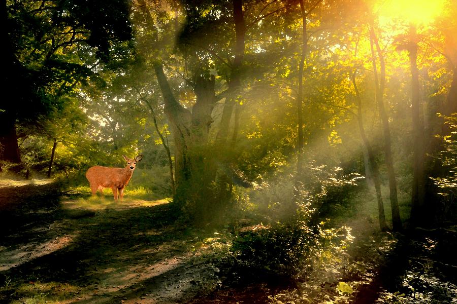 Deer Heart Photograph by Diana Angstadt