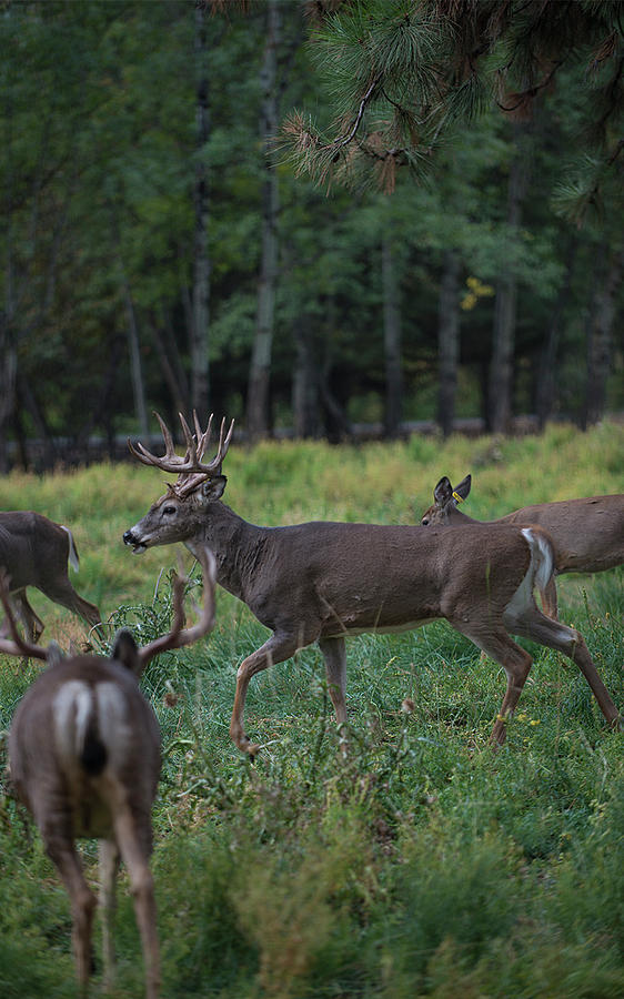 Deer Photograph - Deer herd by Roy Nierdieck Deer Photograph - Deer herd by Roy Nierdieck