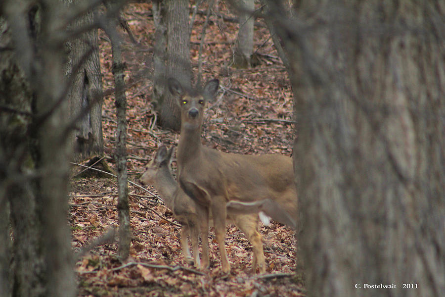 Deer Hiding In The Woods Photograph by Carolyn Postelwait