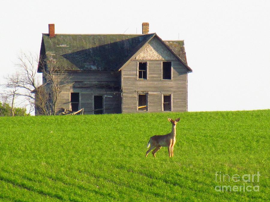 Deer Homestead  Photograph by Delynn Addams