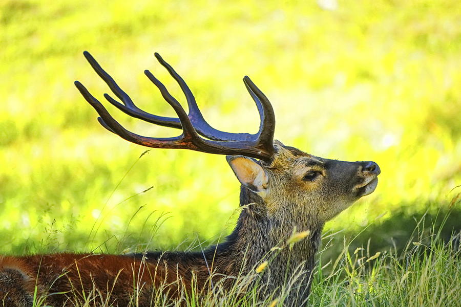 Deer horns Photograph by Elenarts - Elena Duvernay photo