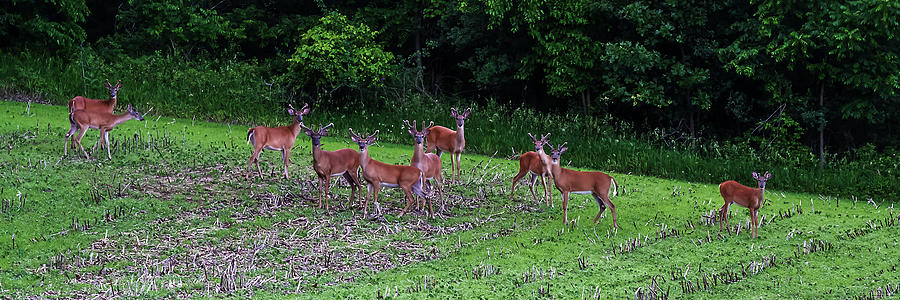 Deer Hunters Dream Photograph by Peter Herman