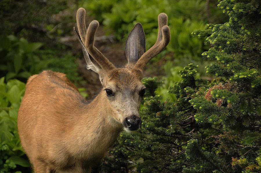 Deer II Photograph by Keith Lovejoy
