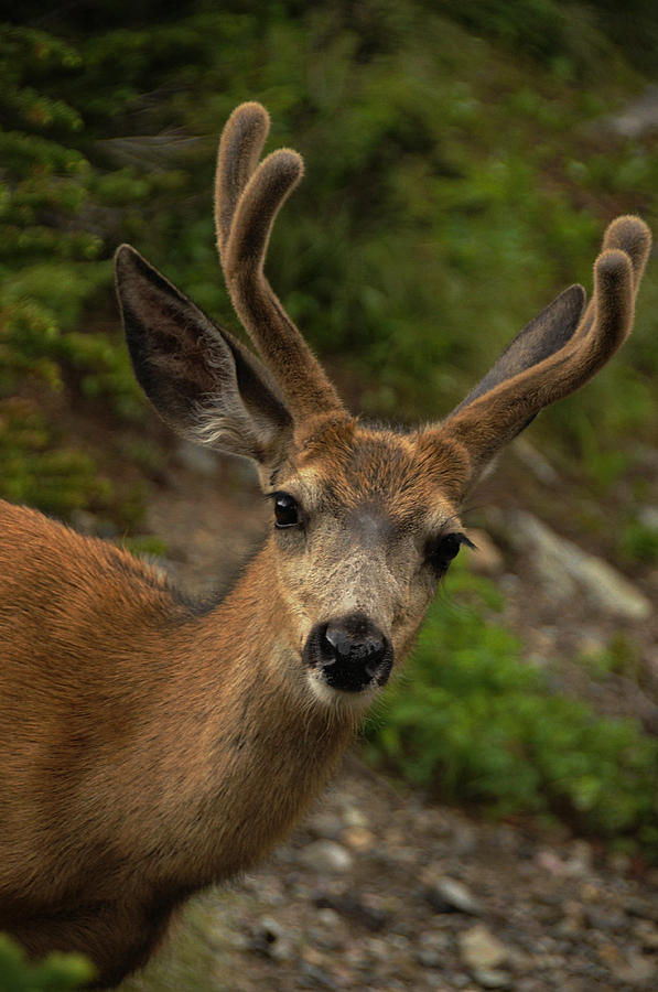 Deer III Photograph by Keith Lovejoy