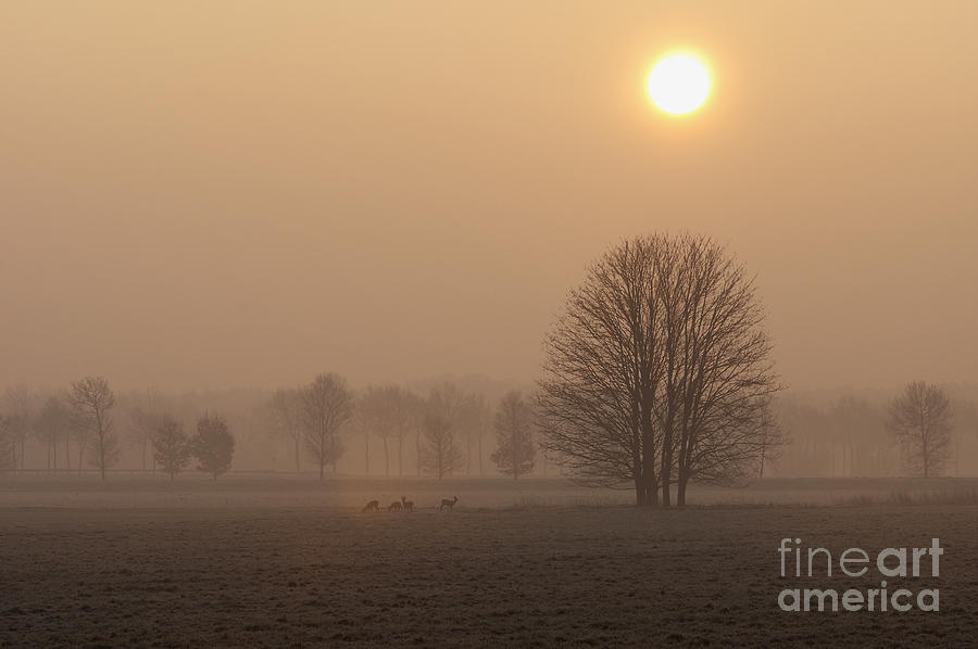 Deer In A Clearing At Dawn Photograph
