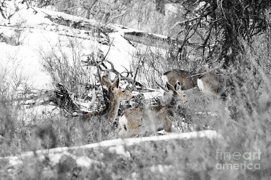 Deer In A Colorado Snowstorm Photograph