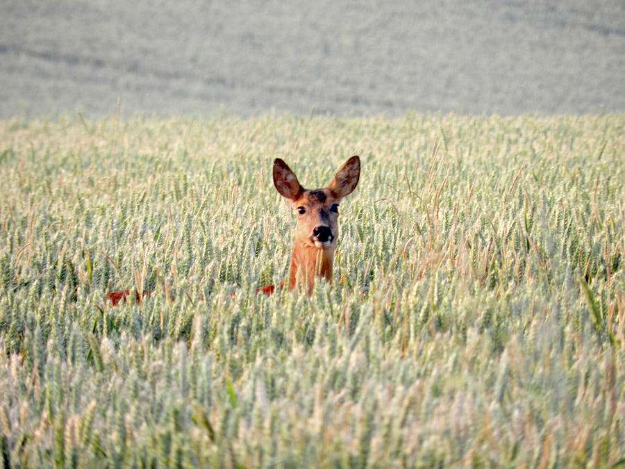 Deer In A Cornfield Photograph by Lynne Iddon - Fine Art America