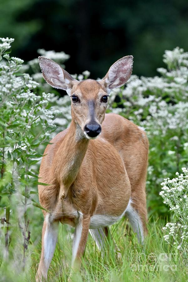 Deer in a field of flowers Photograph by JL Images - Pixels