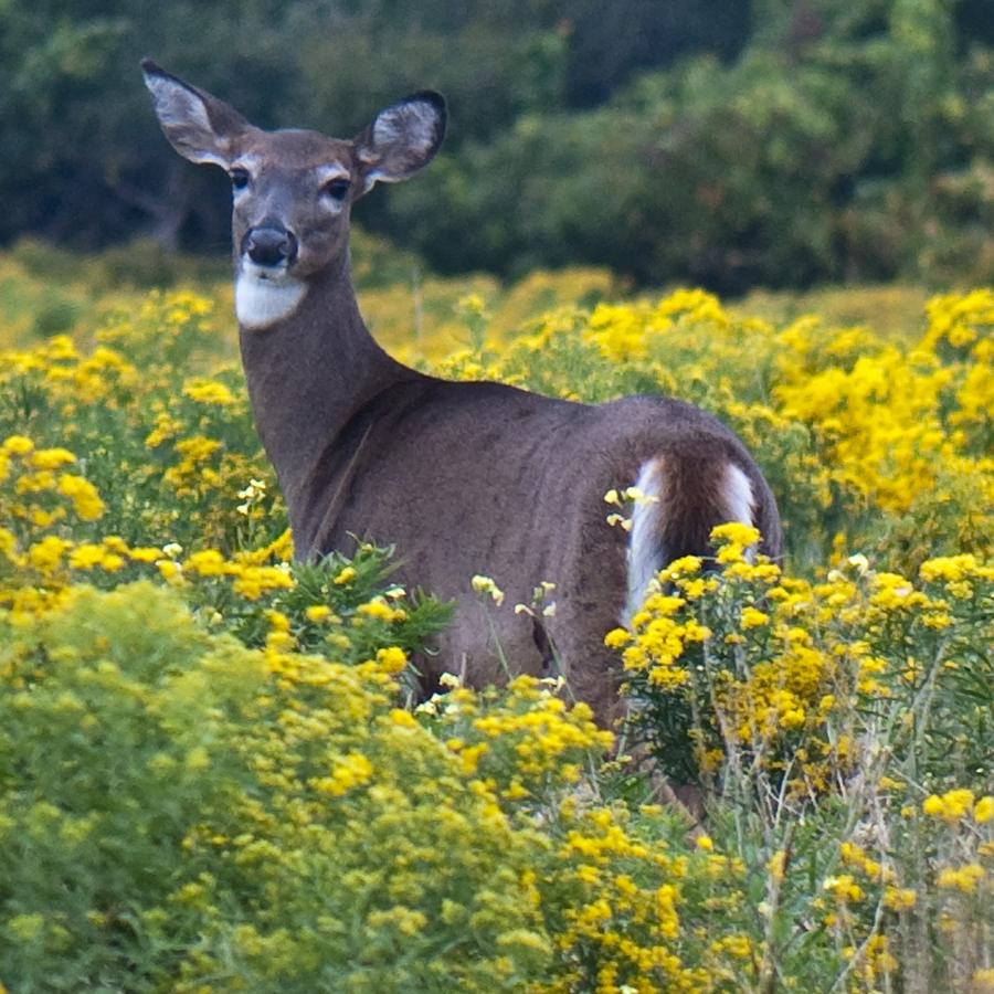 Deer in a Field of Yellow Flowers Photograph by Steven Natanson