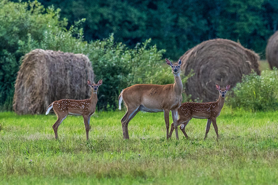Deer in A Hay field Photograph by Paul Freidlund