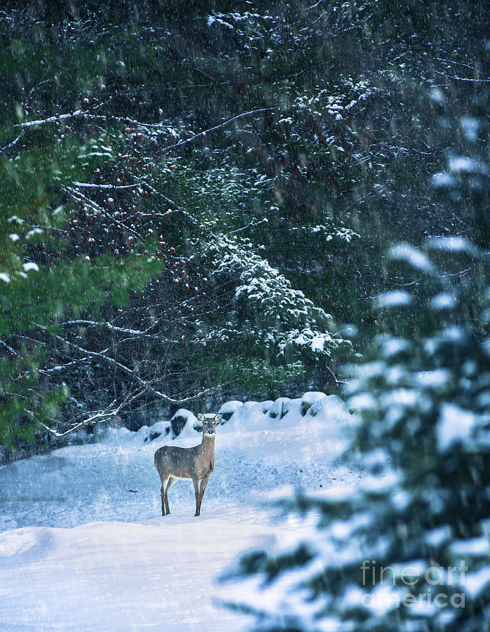 Deer in a Snowy Glade Photograph by Diane Diederich