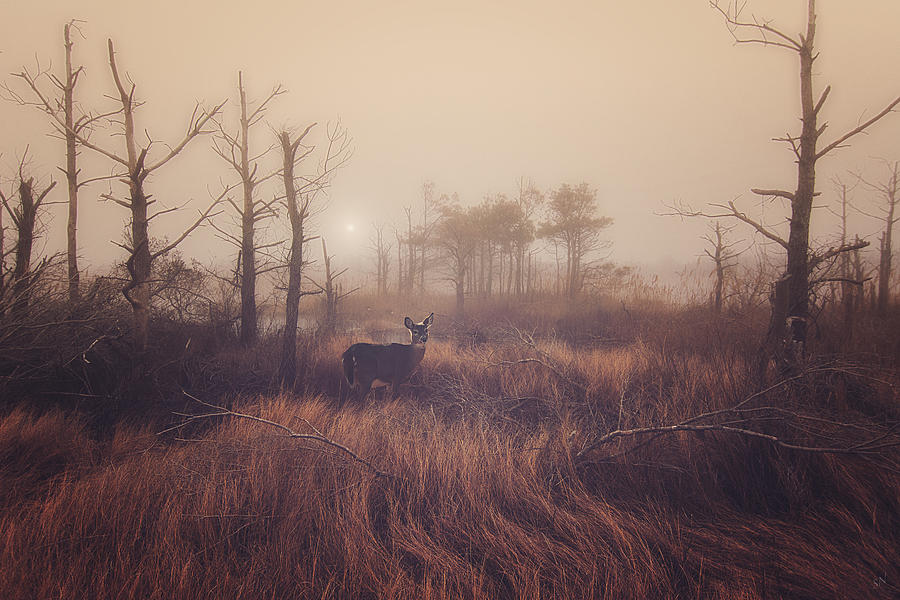 Deer Photograph - Deer In Assateague Wetland - Doe - Wildlife by SharaLee Art