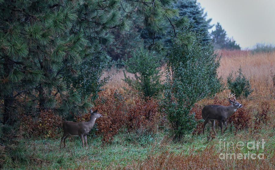 Deer in Autumn Photograph by Elizabeth Winter