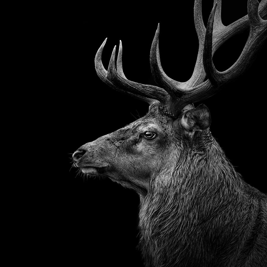 Deer Photograph - Deer In Black And White by Lukas Holas