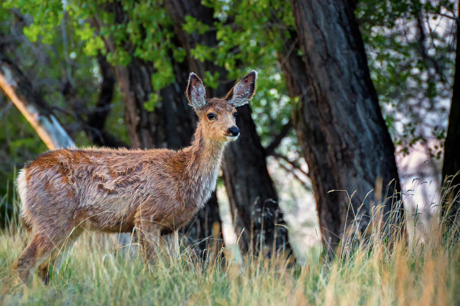 Deer In Colorado Forest Photograph by John De Bord