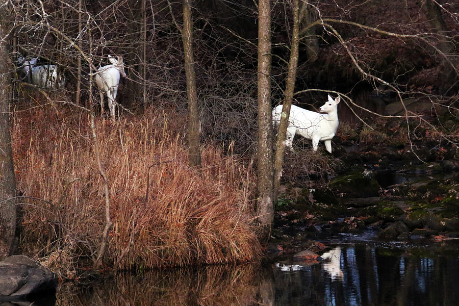 Deer in Creek Photograph by Brook Burling